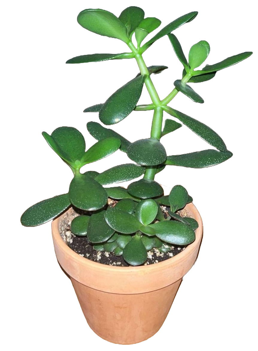 My crassula ovata (jade plant)
